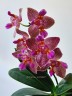 Phal. Joy Fairy Tale '670' 2.5''