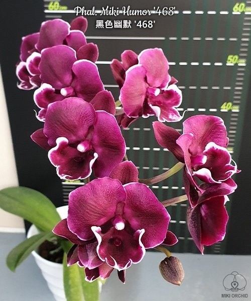 Phal. Miki Humor '468' 2.5''