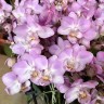 Мини орхидея Sogo Sakura (2 цветоноса; Ø 7 см)