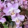 Мини орхидея Sogo Sakura (2 цветоноса; Ø 7 см)