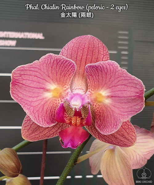 Phal. Chialin Rainbow (peloric - 2 eyes) 2.5''