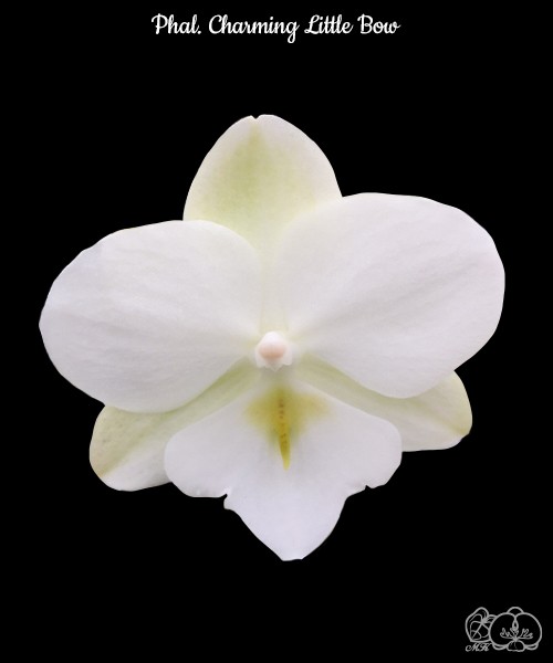 Phal. Charming Little Bow 2.5''