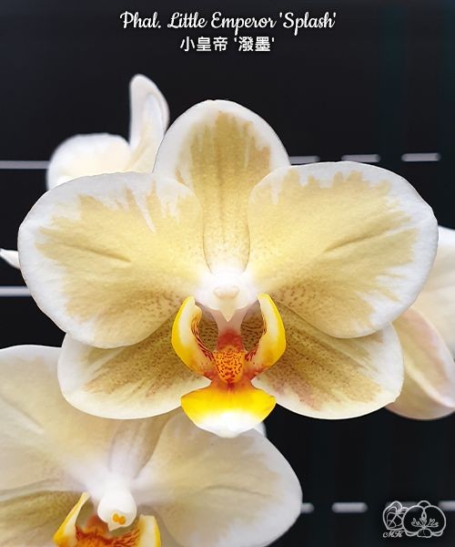 Phal. Little Emperor 'Splash' 2.5"