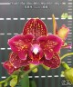 Phal. I-Hsin Claire '3120' (peloric - 2 eyes) 2.5''