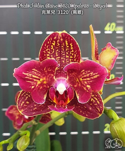 Phal. I-Hsin Claire '3120' (peloric - 2 eyes) 2.5''