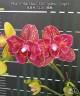 Phal. I-Hsin Claire '3120' (peloric - 2 eyes) 2.5''
