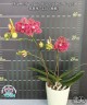 Phal. I-Hsin Claire '3120' (peloric - 2 eyes) 2.5''