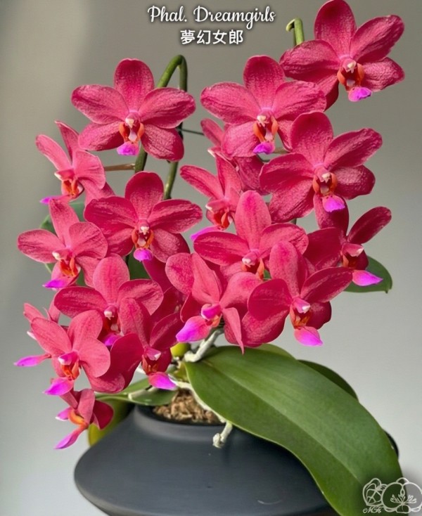 Phal. Dreamgirls 3.0"