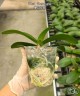 Phal. Dreamgirls 3.0"