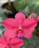 Phal. Dreamgirls 3.0"