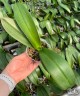 Phal. Golden Hikari 3.0'' УЦЕНКА (мех. повр. лист.)
