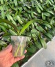 Phal. Golden Hikari 3.0'' УЦЕНКА (мех. повр. лист.)