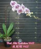 Phal. Miki Radiation '1422' 2.5''
