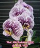 Phal. Miki Radiation '1422' 2.5''