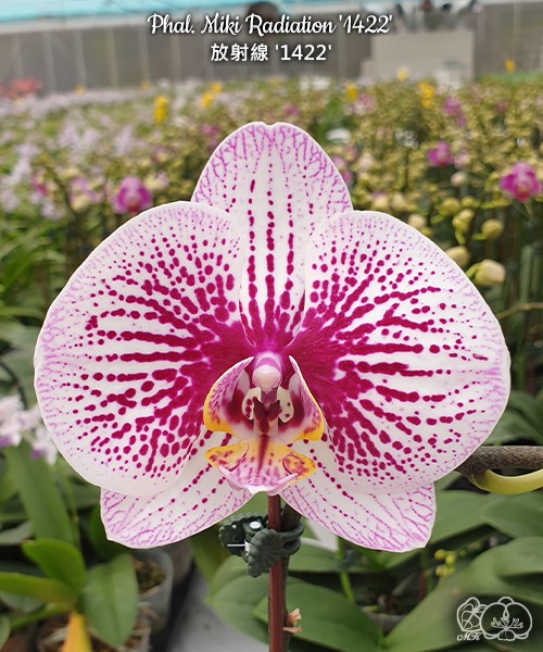 Phal. Miki Radiation '1422' 2.5''