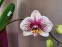 Phal. Miki Radiation '1422' 2.5''