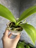 Phal. Lioulin Wild Cat 2.5"