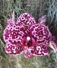 Phal. Lioulin Wild Cat 2.5"