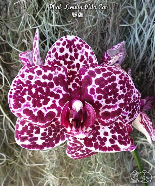 Phal. Lioulin Wild Cat 2.5"