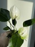Anthurium andreanum 'Elido' Ø 9 см