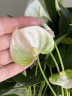 Anthurium andreanum 'Elido' Ø 9 см