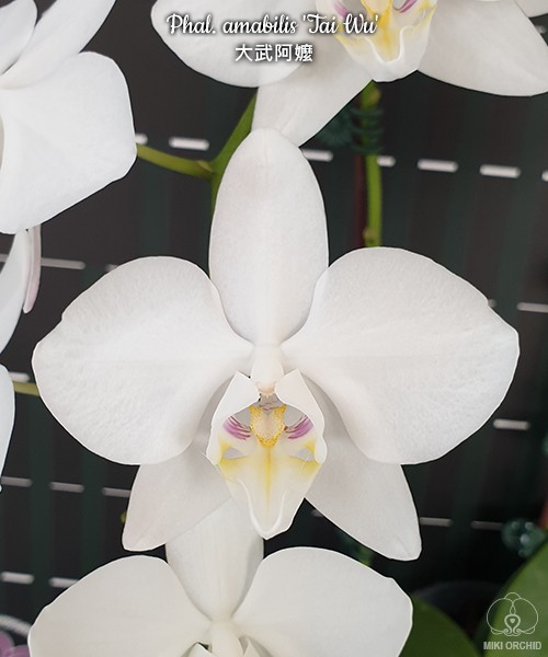 Phal. amabilis 'Tai Wu' x sib 2.5''