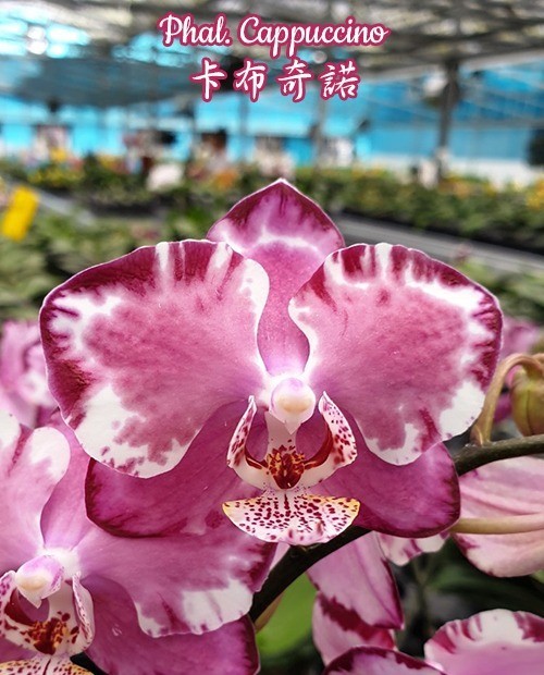 Phal. Cappuccino 2.5''