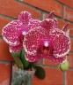 Phal. OX Red Sesame 2.5'' УЦЕНКА (поврежден (треснул) листик)