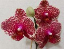 Phal. OX Red Sesame 2.5'' УЦЕНКА (поврежден (треснул) листик)