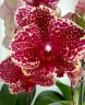 Phal. OX Red Sesame 2.5'' УЦЕНКА (поврежден (треснул) листик)