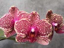 Phal. OX Red Sesame 2.5'' УЦЕНКА (поврежден (треснул) листик)