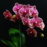 Phal. OX Red Sesame 2.5'' УЦЕНКА (поврежден (треснул) листик)