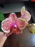 Phal. OX Red Sesame 2.5'' УЦЕНКА (поврежден (треснул) листик)