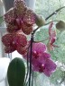 Phal. OX Red Sesame 2.5'' УЦЕНКА (поврежден (треснул) листик)