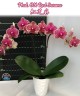 Phal. OX Red Sesame 2.5'' УЦЕНКА (поврежден (треснул) листик)