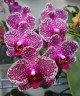 Phal. OX Red Sesame 2.5'' УЦЕНКА (поврежден (треснул) листик)