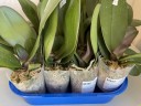 Phal. OX Red Sesame 2.5'' УЦЕНКА (поврежден (треснул) листик)