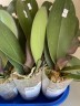 Phal. OX Red Sesame 2.5'' УЦЕНКА (поврежден (треснул) листик)