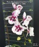 Phal. Miki Dancer '63' (peloric - 2 eyes) 2.5''