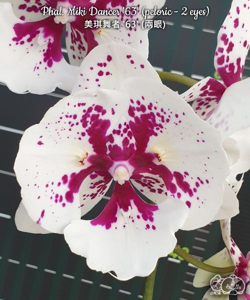 Phal. Miki Dancer '63' (peloric - 2 eyes) 2.5''