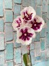 Phal. Miki Dancer '63' (peloric - 2 eyes) 2.5''