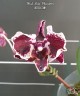 Phal. Miki Phantom 2.5"