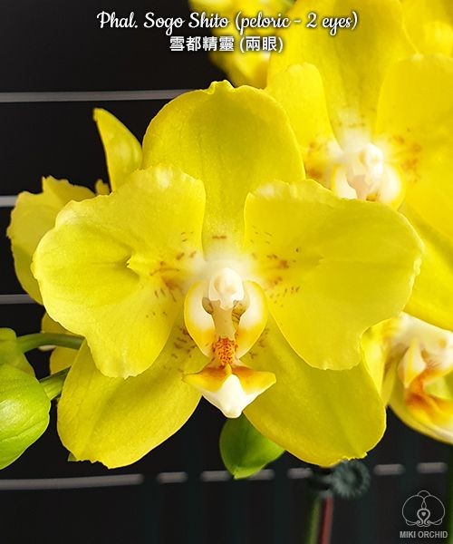 Phal. Sogo Shito (peloric - 2 eyes) 2.5''