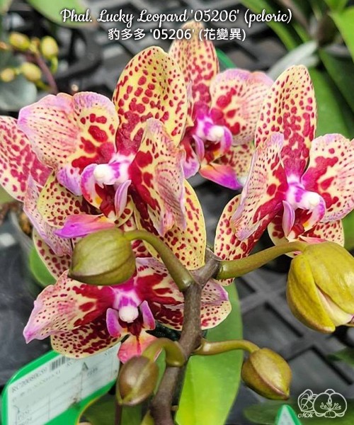 Phal. Lucky Leopard '05206' (peloric) 2.5''