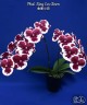 Phal. King Car Clown 2.5''