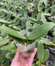 Phal. King Car Clown 2.5''