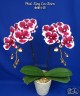 Phal. King Car Clown 2.5''