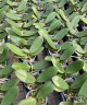 Phal. King Car Clown 2.5''