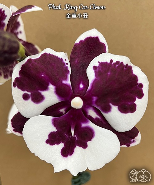 Phal. King Car Clown 2.5''