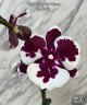 Phal. King Car Clown 2.5''